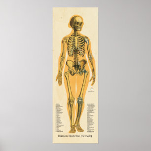 Poster Squelette humain Anatomie des os Graphique Femme