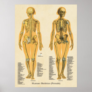 Poster Squelette humain Anatomie des os Graphique Femme