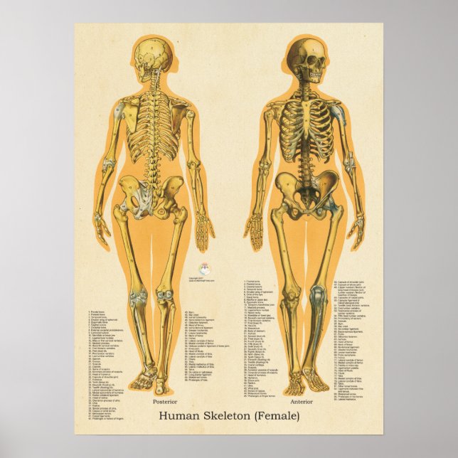 Poster Squelette humain Anatomie des os Graphique Femme (Devant)