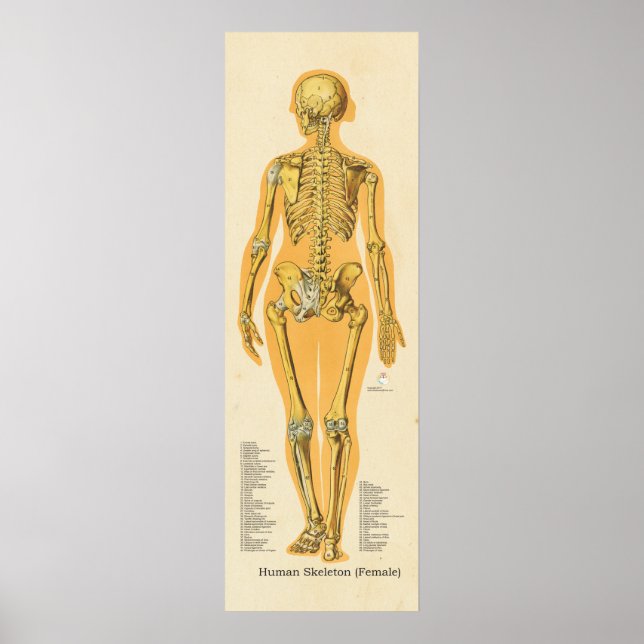 Poster Squelette humain Anatomie des os Graphique Femme (Devant)