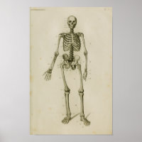 Squelette humain Antérieur Anatomie Vintage Imprim