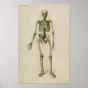 Poster Squelette humain Antérieur Anatomie Vintage Imprim