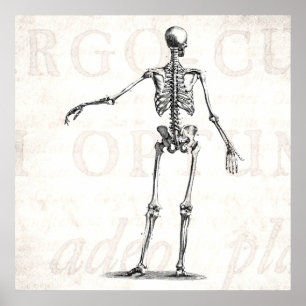 Poster Squelettes antiques squelettiques d'anatomie de