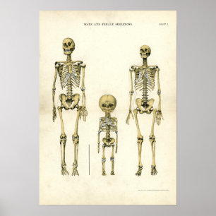 Poster Squelettes masculins et femelles