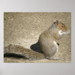 Poster Squirrel Feeding Time Print