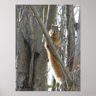 Poster - Squirrel in tree