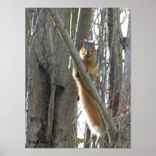 Poster - Squirrel in tree (Front)