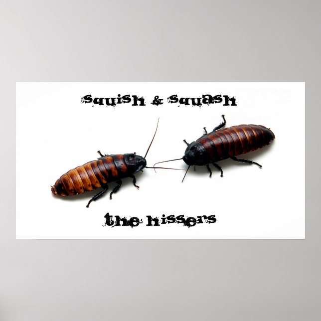 Poster Squish & Squash, Hissers (Devant)