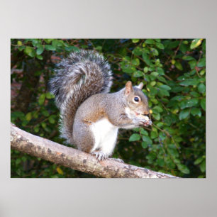 Poster Squrrel mangeant du pain