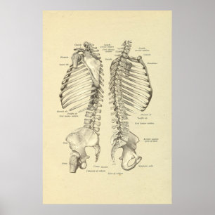 Poster Ssection croisé squelettique humain de copie