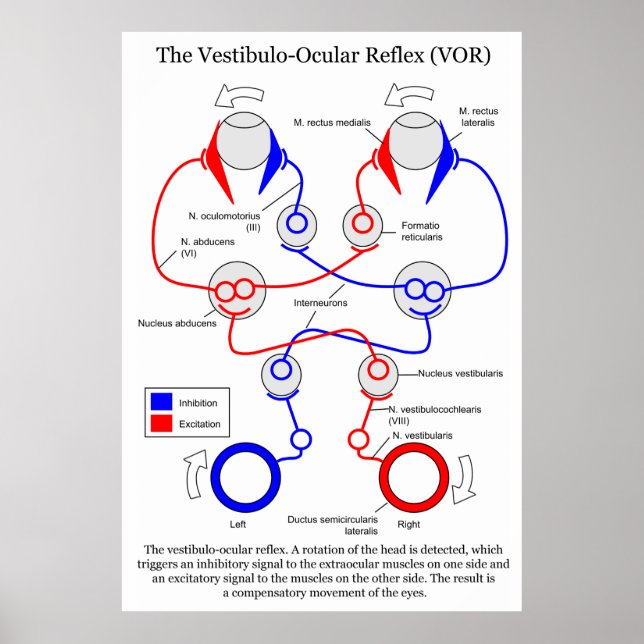 Poster Stabilisation du mouvement oculaire Vestibulo Ocul (Devant)