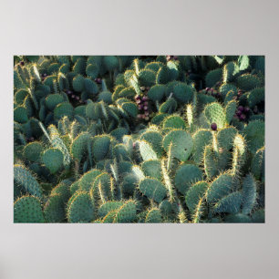 Poster Stachelige Kakteen