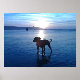 Poster Staffordshire Bull Terrier