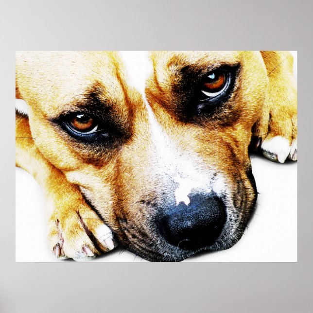 Poster Staffordshire Bull Terrier (Devant)