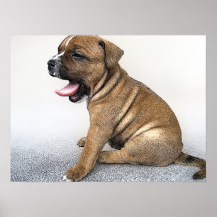 Poster Staffordshire Bull Terrier Chiot, Art Imprimer