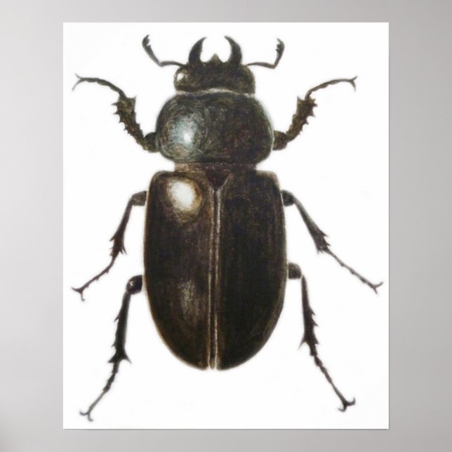 Poster Stag Beetle 2011 (Devant)
