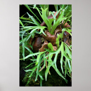 Poster Staghorn Fern
