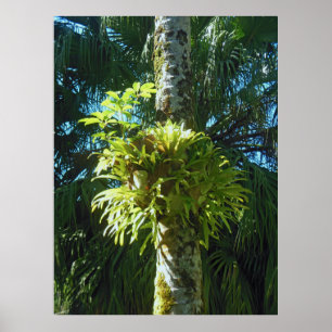 Poster Staghorn Fern