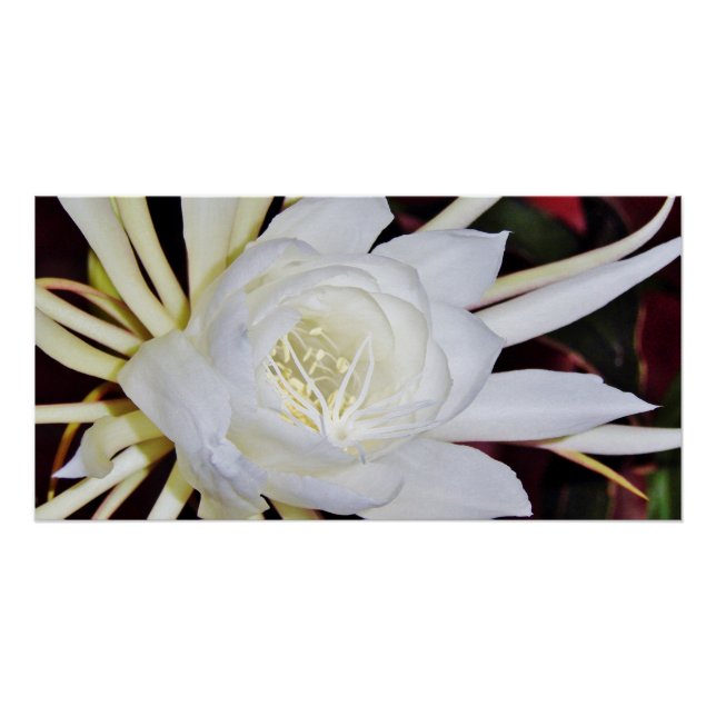 Poster Staghorn Fern (Devant)