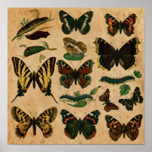 Poster Stained Paper Effect Vintage Butterfly Collection