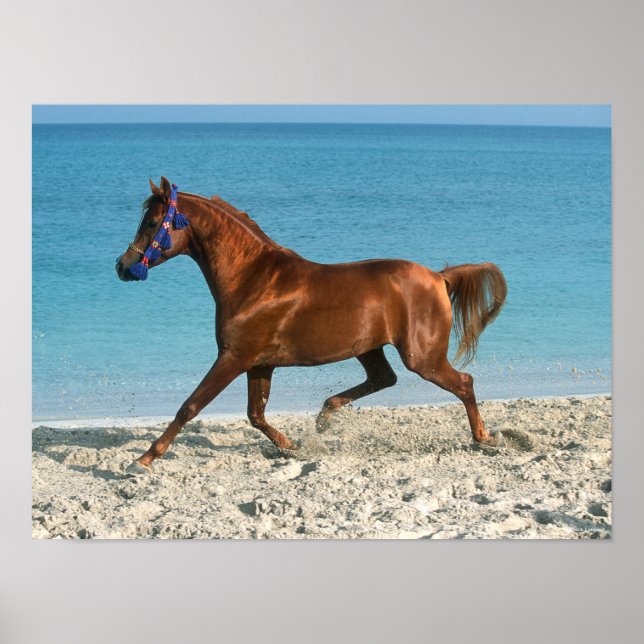 Poster Staline arabe châtaignier courir sur la plage (Devant)