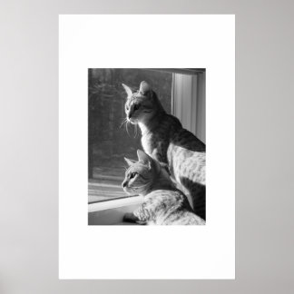 Poster Stalk de chats du Bengale