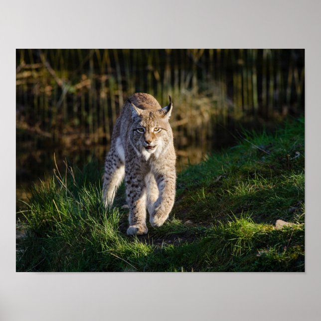 Poster Stalking Lynx (Devant)