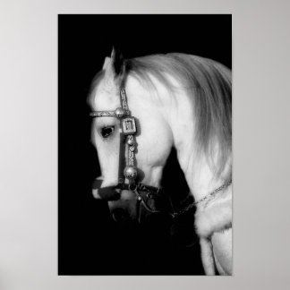 Poster Stallion