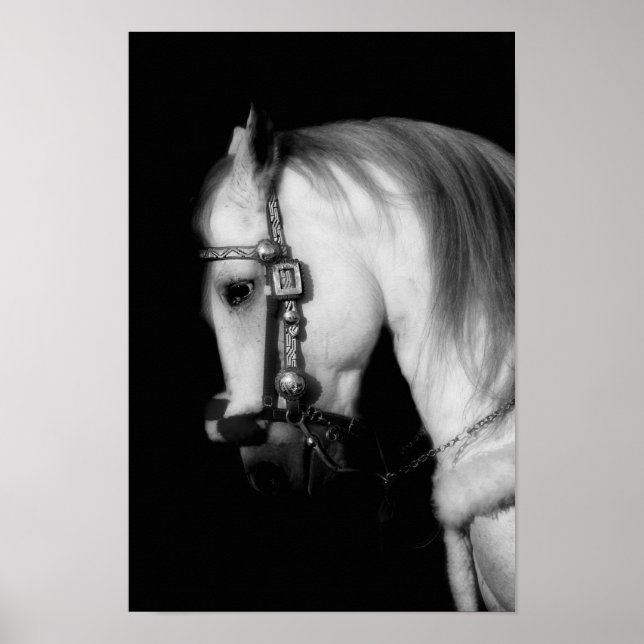 Poster Stallion (Devant)