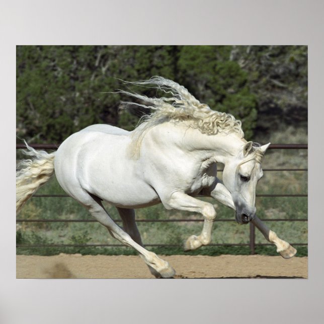 Poster Stallion andalou courant, PR (Devant)