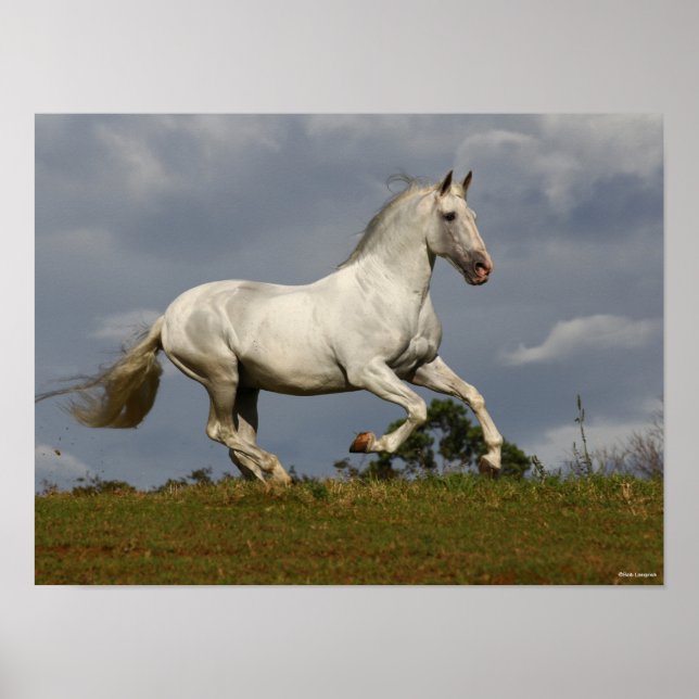 Poster Stallion andalou gris contre le ciel (Devant)