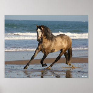 Poster Stallion Andalou Gris Dappé Sur La Plage