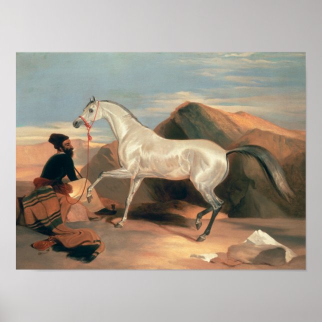 Poster Stallion arabe (Devant)