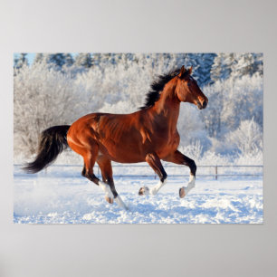 Poster Stallion de Bay Trakehner