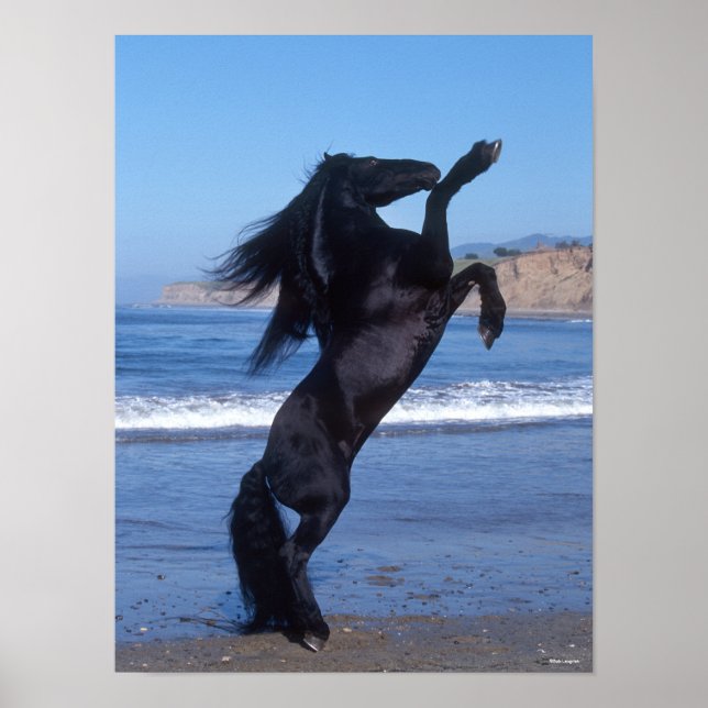 Poster Stallion Friésien Noir Élevant Sur La Plage (Devant)