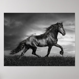 Poster Stallion friésien Noir Parcours Sur Le Terrain