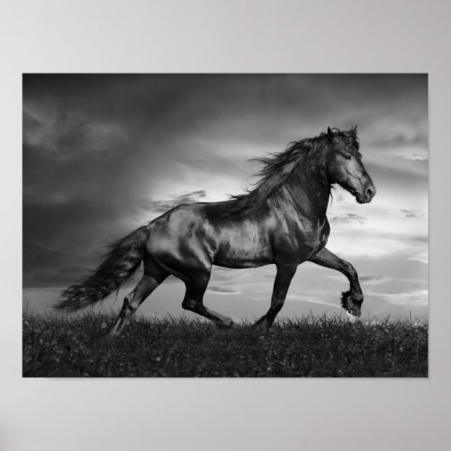 Poster Stallion friésien Noir Parcours Sur Le Terrain (Devant)