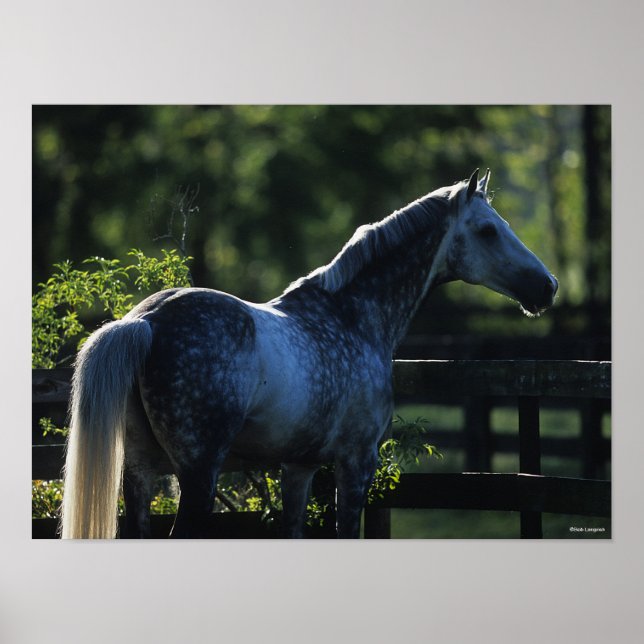 Poster Stallion Hanoverian gris pomme debout (Devant)