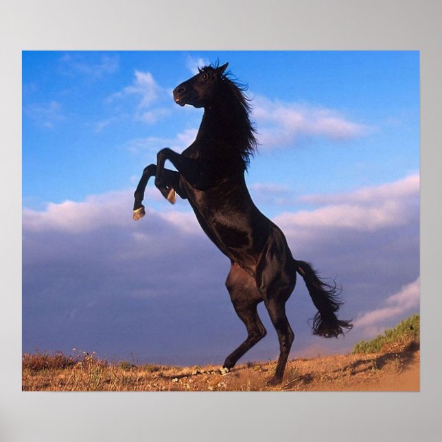 Poster Stallion noir (Devant)