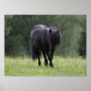 Poster Stallion noir de Shetland Pony marchant