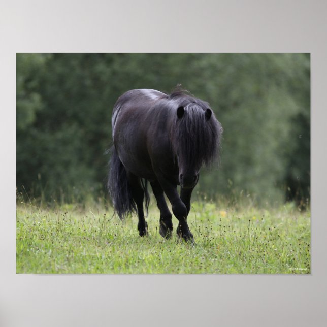 Poster Stallion noir de Shetland Pony marchant (Devant)