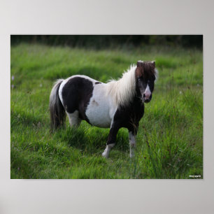 Poster Stallion Pony Shetland Se Trouvant Dans L'Herbe