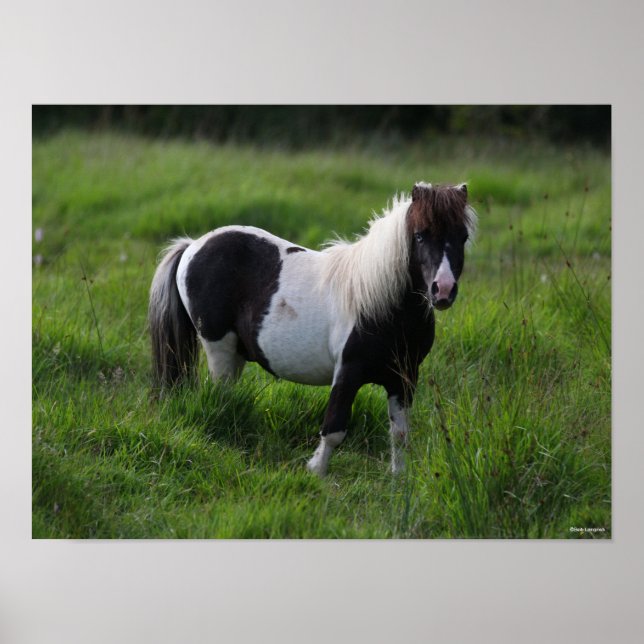 Poster Stallion Pony Shetland Se Trouvant Dans L'Herbe (Devant)