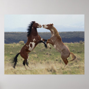 Poster Stallions de combat, montagnes de Steens, Oregon