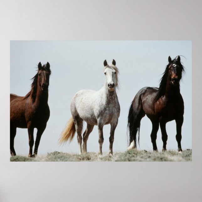 Poster Stallions sauvages (Devant)