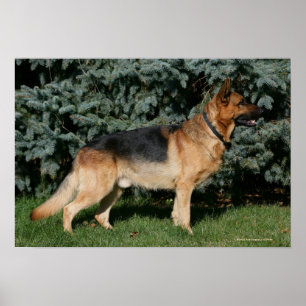 Poster Stand de spectacle berger allemand