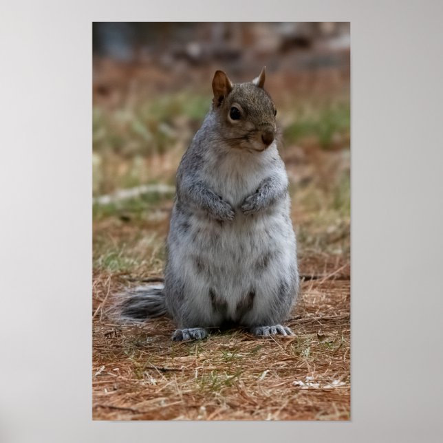 Poster Standing Squirrel (Devant)