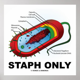 Poster Staph seulement (Bacterium Diagram Prokaryote Bact