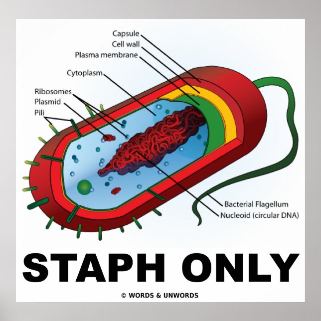 Poster Staph uniquement (Bacteria Prokaryote) (Devant)