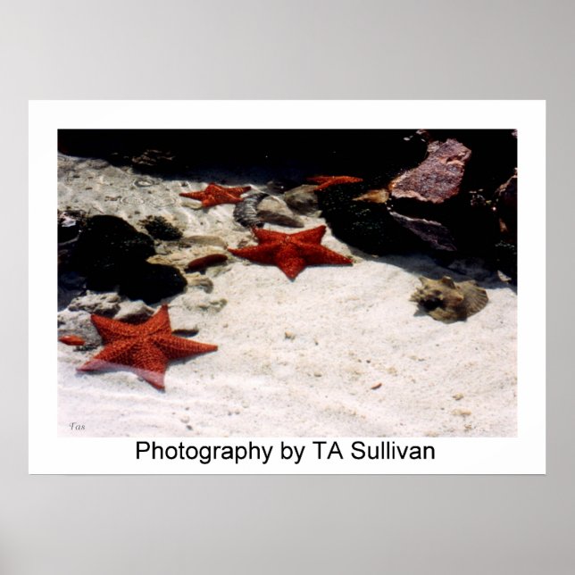 Poster Star Light, Star Bright par TDGallery (Devant)